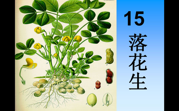 落花生图文结合版PPT模板 V1.0